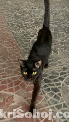 Bengal cat for adoption